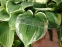Хоста "Вероніка Лейк" (Hosta "Veronica Lake") - 4