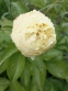 Півонія "Мелісса" (Paeonia "Melissa") - 5