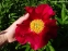 Півонія "Америка" (Paeonia "America") - 5