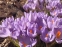 Крокус етруський "Цваненбург" (Crocus etruscus "Zwanenburg") - 3