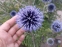 Головатень звичайний (Echinops ritro) - 6