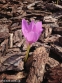 Пізньоцвіт "Розі Доун" (Colchicum "Rosy Dawn") - 1