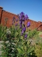 Аконіт Карміхеля (Aconitum carmichaelii) - 3