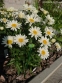Королиця "Літл Прінцесс" (Leucanthemum x superbum "Little Princess") - 6