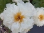 Півонія "Петіт Порселейн" (Paeonia "Petite Porcelain") - 4