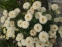 Королиця "Реал Гелаксі" (Leucanthemum x superbum "Real Galaxу") - 7
