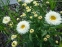 Королиця "Реал Гелаксі" (Leucanthemum x superbum "Real Galaxу") - 2