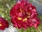 Півонія "Гаррі Л. Сміт" (Paeonia "Harry L. Smith") - 3