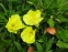 Енотера міссурійська (Oenothera missouriensis) - 5