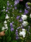 Дзвоники персиколисті (Campanula persicifolia) - 2
