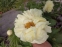 Півонія "Мелісса" (Paeonia "Melissa") - 10