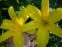 Лілійник "Цітріна" (Нemerocallis "Сitrina") - 1