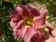 Лілійник "Романтік Роуз" (Hemerocallis "Romantic Rose") - 1