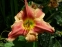 Лілійник "Аван Гард" (Hemerocallis "Avant Garde") - 1