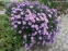 Айстра чагарникова "Леді Ін Блу" (Aster dumosus (Symphyotrichum) "Lady in Blue") - 3