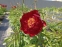 Півонія "Червоний Оксамит" (Paeonia "Chervonyi Oksamyt") - 8