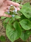 Бруннера сибірська (Brunnera sibirica Stev.) - 3