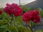 Півонія "Лі" (Paeonia "Lee") - 2