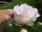 Півонія "Марілла Бьюті" (Paeonia "Marilla Beauty") - 1