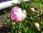 Півонія "Дрезден Пінк" (Paeonia "Dresden Pink") - 5