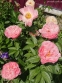 Півонія "Фейсфул Дрім" (Paeonia "Faithful Dream") - 3
