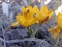 Крокус золотистий "Геральд" (Crocus chrysanthus "Herald") - 4