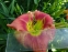 Лілійник "Аван Гард" (Hemerocallis "Avant Garde") - 5