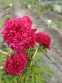 Півонія "Аристократ" (Paeonia "Aristocrat") - 2