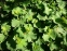 Манжетка м'яка (Alchemilla mollis) - 4