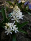 Проліски двулисті ф. альба (Scilla bifolia f. alba) - 2