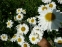 Королиця "Санні Сайд Ап" (Leucanthemum "Sunny Side Up") - 2