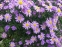 Айстра чагарникова "Леді Ін Блу" (Aster dumosus (Symphyotrichum) "Lady in Blue") - 2