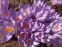 Крокус етруський "Цваненбург" (Crocus etruscus "Zwanenburg") - 1
