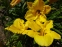 Лілійник "Геліос" (Hemerocallis "Helios") - 3