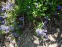 Вероніка лежача (Veronica prostrata) - 3