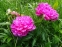 Півонія "Прінцесс Маргарет" (Paeonia "Princess Margaret") - 4