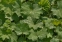 Манжетка м'яка (Alchemilla mollis) - 2