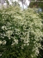 Клематіс прямий (Clematis recta) - 10