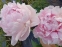 Півонія "Бьюті Франсез" (Paeonia "Beautе Francaise") - 3