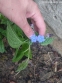 Пупiвник весняний (Omphalodes verna) - 1