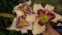 Лілійник "Дестінд ту Сі" (Hemerocallis "Destined to See") - 5