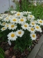 Королиця "Літл Прінцесс" (Leucanthemum x superbum "Little Princess") - 2