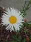 Королиця "Олд Корт" (Leucanthemum x superbum "Old Сourt") - 5