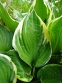 Хоста Форчуна вар. Ауреомаргіната (Hosta fortunei var. aureomarginata) - 1