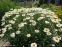 Королиця "Бетховен" (Leucanthemum x superbum "Beethoven") - 1