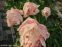 Півонія "Пастелорама" (Paeonia "Pastelorama") - 2