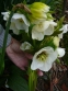 Чемерник гібридний №1  (Helleborus × hybridus) - 3