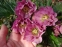 Чемерник гібридний "Дабл Еллен Пінк" (Helleborus x hybridus "Double Ellen Pink") - 3