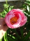 Півонія "Салмон Дрім" (Paeonia "Salmon Dream") - 4