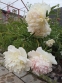 Півонія "Расберрі Сандей" (Paeonia "Raspberry Sundae") - 2
